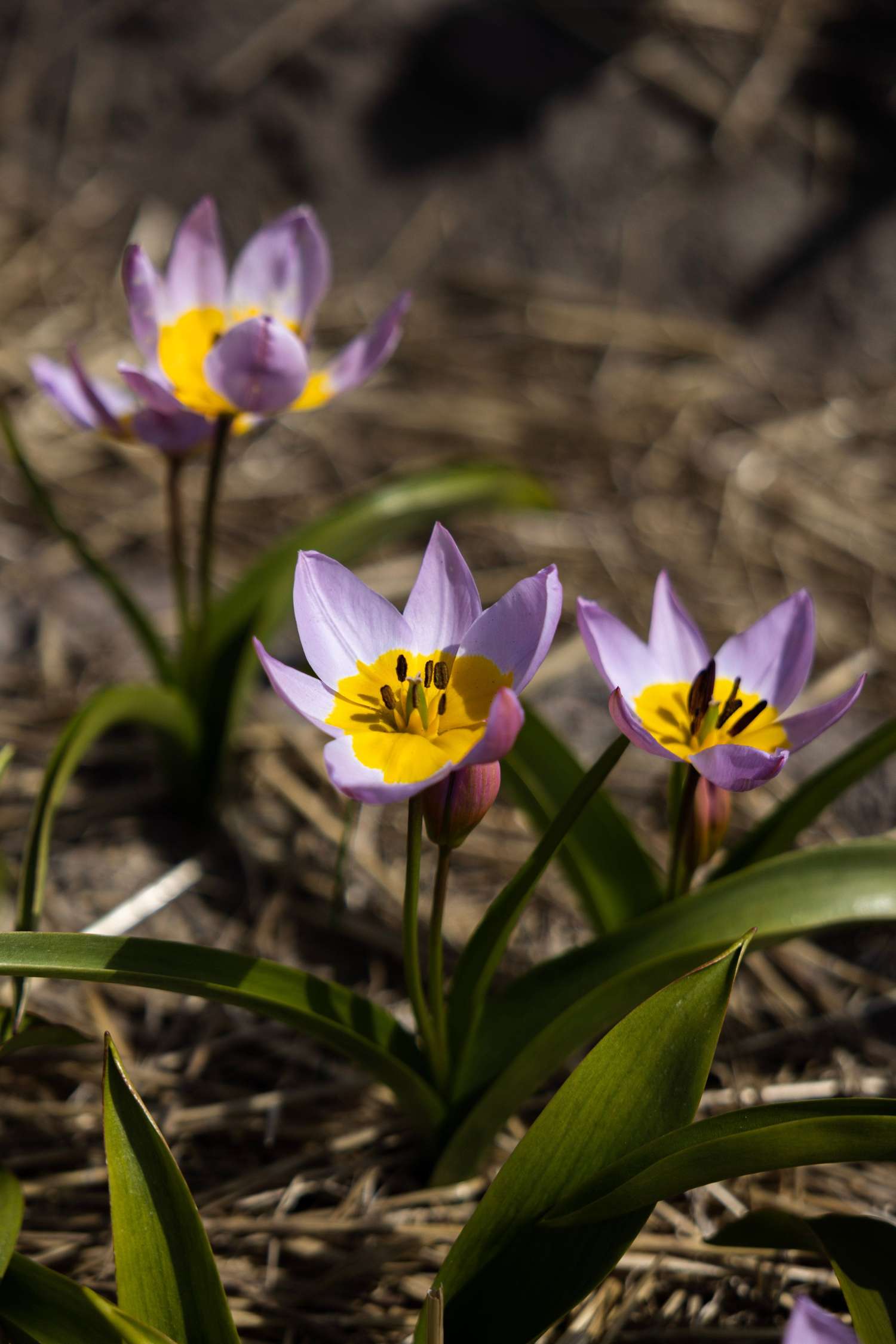 Tulpe 'Saxatilis' - Tulipaner